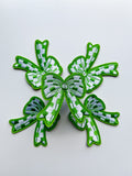 Checkered Bow Hat Patch- Green
